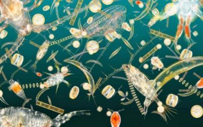 Conociendo el fitoplancton. La importancia de estos organismos microscópicos