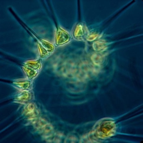 fitoplancton marino
